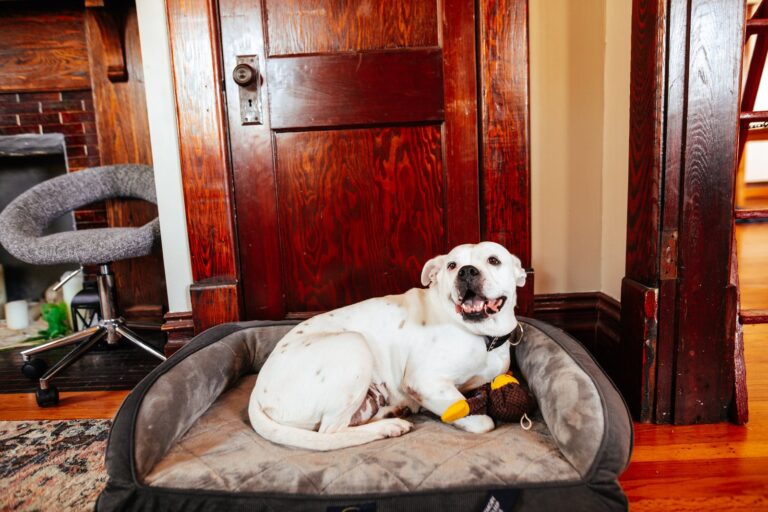 Top 5 Benefits of a Good Dog Bed
