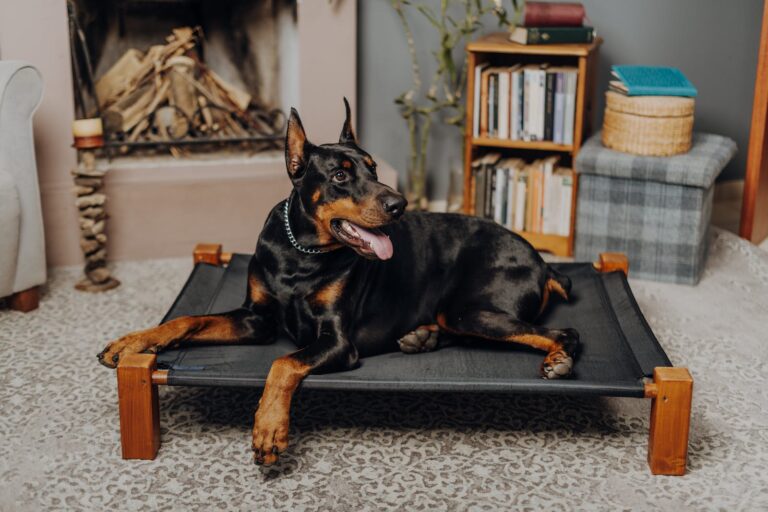 Best Dog Beds in 2023