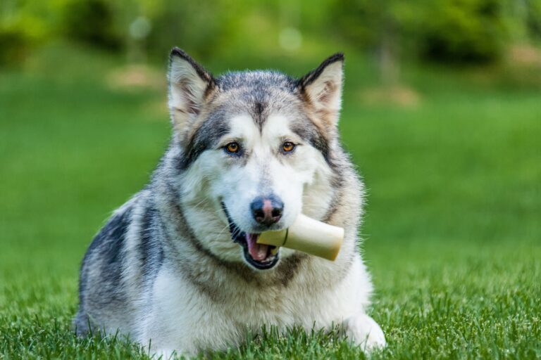 Best Natural Dental Chews for Dogs – 2023